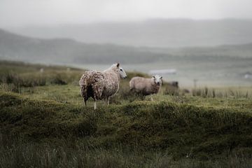 Moutons en Ecosse III