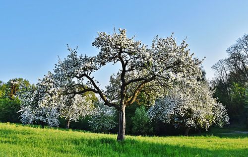 pommier en fleurs au printemps