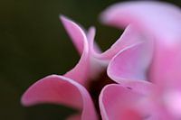 Beautiful in pink
