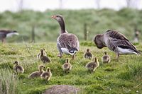 Familie Gans