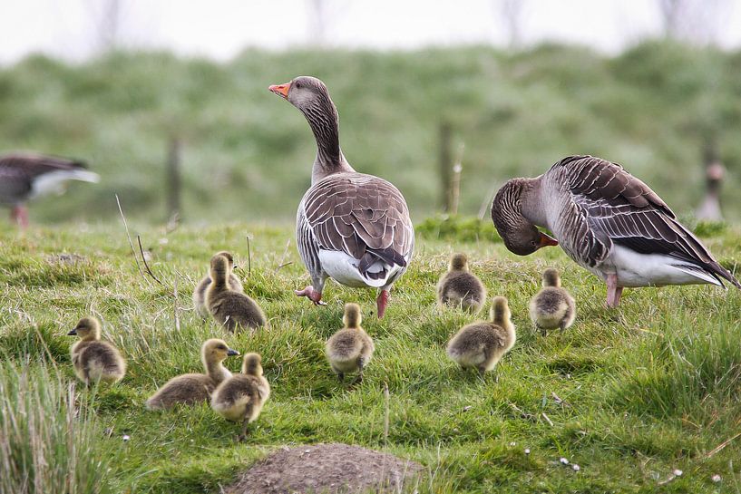 Familie Gans van Koen Mol
