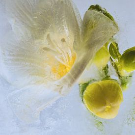 Weisse Freesie in Eis 2 von Marc Heiligenstein