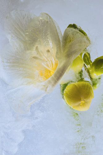 Weisse Freesie in Eis 2 von Marc Heiligenstein