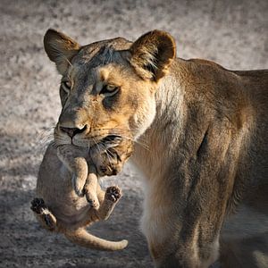Löwin mit neugeborenem Löwenkind