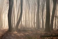 Fog in the Speulderbos