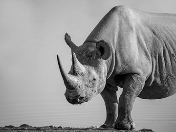 Rhinocéros en noir et blanc sur Omega Fotografie