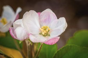 Frühling im Obstgarten V – Detailaufnahme einer Apfelblüte