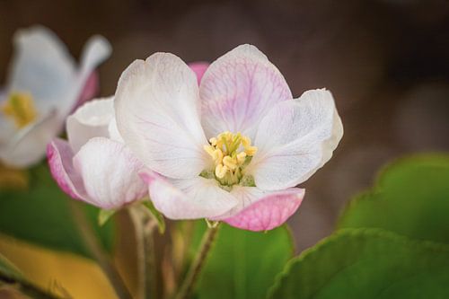 Le printemps dans le verger V - détail d'une fleur de pommier