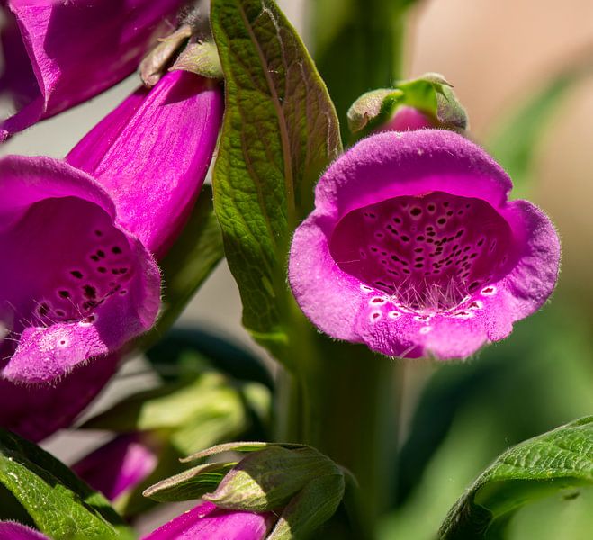 Foxglove by Mario van Loon