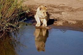 Leeuw met reflectie by Sylvia Weenink