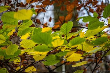 Feuilles de hêtre vertes sur un fond de feuilles brunes. sur Idema Media