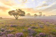 Zonsopkomst op de paarse hei van Ad Jekel thumbnail