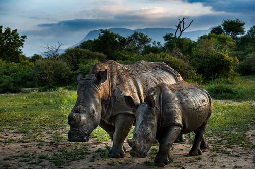 Nashörner, Mutter und Kalb, in Südafrika