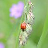 Marienkäfer frisst Blattläuse auf  Grashalm von Berit Kessler