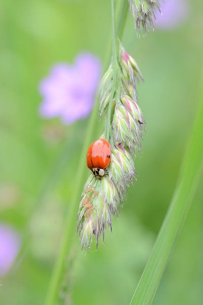Lieveheersbeestje eet bladluis op grasspriet van Berit Kessler