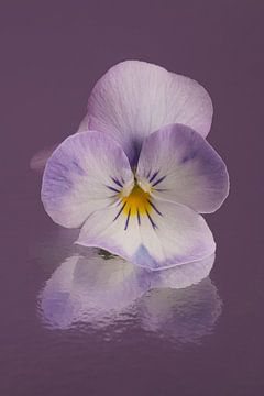 Alleen in mauve: Een wit viooltje met een beetje paars van Marjolijn van den Berg