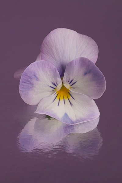 Only in mauve: A white violet with a little purple by Marjolijn van den Berg
