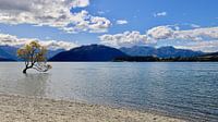 Wanaka Tree : le plus bel arbre du lac Wanaka - Nouvelle-Zélande par Be More Outdoor Aperçu