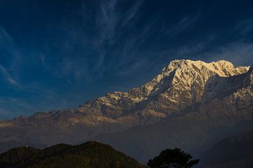 Himalayan by Sarineke Daane