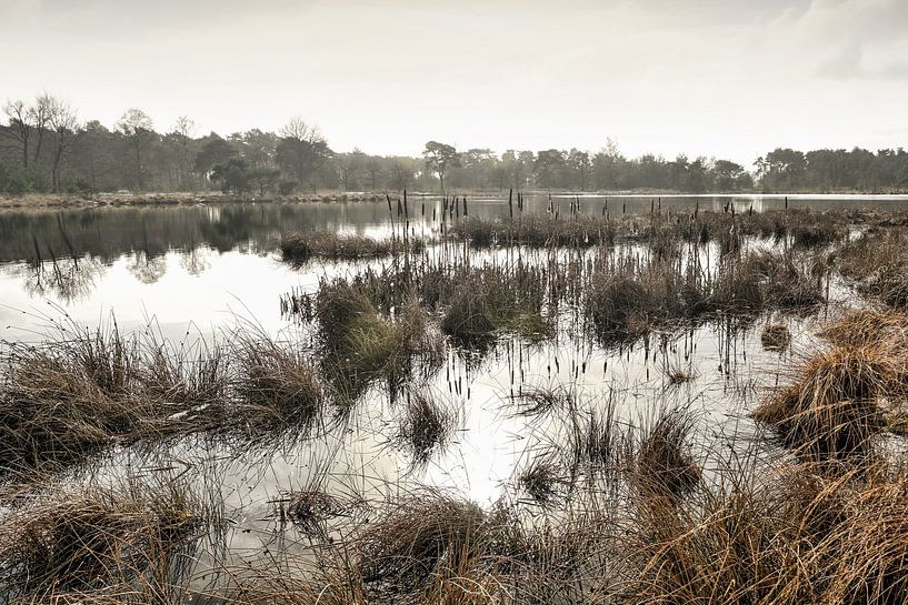 Hoog water in natuurgebied Kampina van Arthur van den Berg