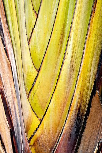 Abstrakte Textur von Bananenbaumblättern in natürlichen Farbtönen