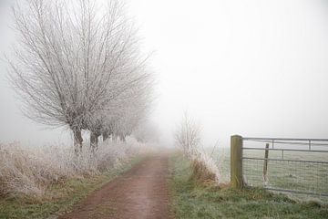 Winterse sferen in het Biessumerbos van Peter Kuipers