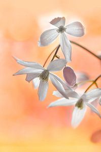 Fleurs de Clematis armandii sur Corinne Welp