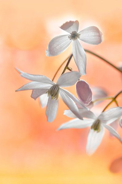 Clematis armandii flowers by Corinne Welp