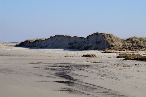 Dunes Boschplaat Terschelling