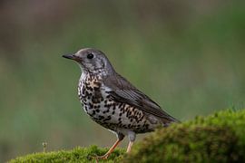 Thrush in the woods of Lemele by Merijn Loch