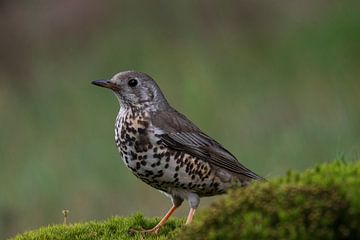 Lijster in de bossen van Lemele van Merijn Loch