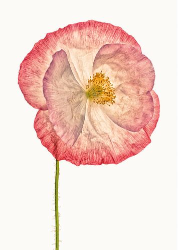 Rariteitenkabinet_Klaproos_06