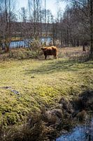 Schotse Hooglander
