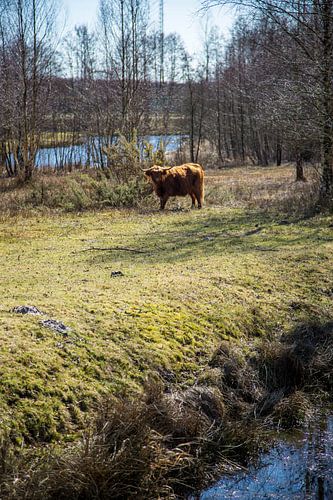 Schotse Hooglander