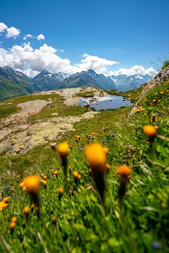 Bloemrijke uitzichten op de streek rond het meer van Sils