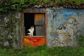 cat in doorway by Tejo Coen