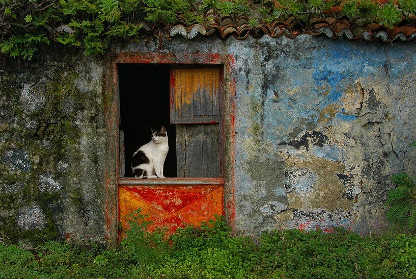 Katze im Türrahmen von Tejo Coen