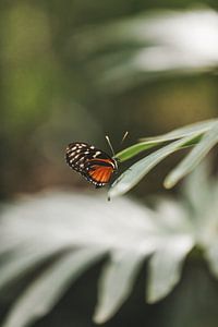 Kleurrijke vlinder van Leen Van de Sande