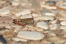 Nightingale Grasshopper by Karin Jähne