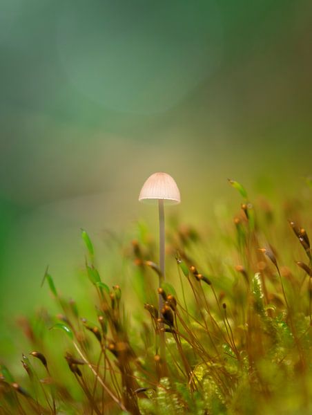 Lamp by Rink Rotteveel