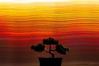Bonsaï sur fond abstrait coloré ressemblant à un coucher de soleil