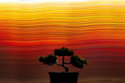 Bonsai met zonsondergang kleuren
