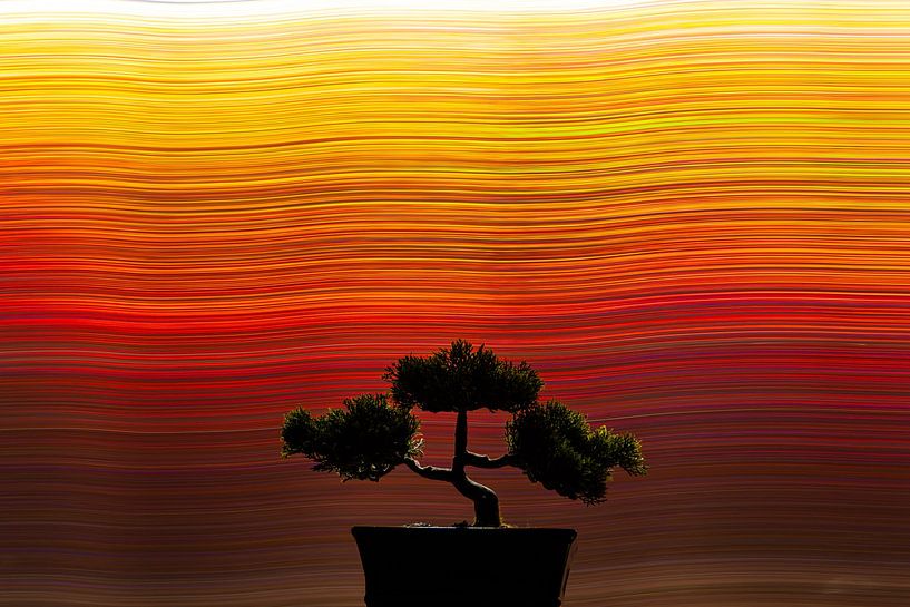 Bonsaï sur fond abstrait coloré ressemblant à un coucher de soleil par Kasper van der Burgh