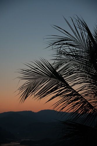 Palmbladeren bij zonsondergang