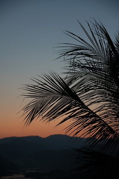 Palmenblätter bei Sonnenuntergang von Bibian Been