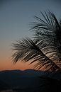 Palmenblätter bei Sonnenuntergang von Bibian Been Miniaturansicht