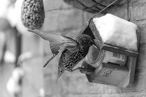 Spreeuw met vogelpindakaas in zwart wit