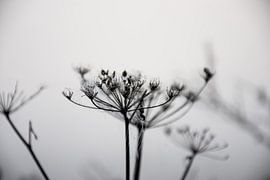 Dauw van Ingrid de Vos - Boom