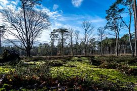 Loin et pourtant près de chez vous