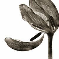 Tulip I